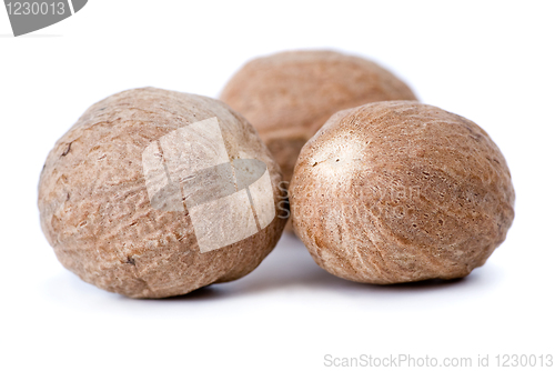 Image of Nutmegs macro