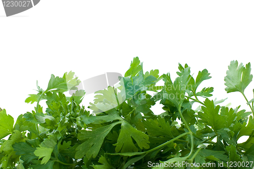 Image of Some fresh green parsley
