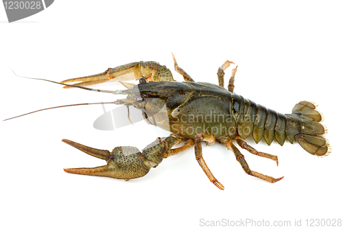 Image of Crayfish isolated on the white background