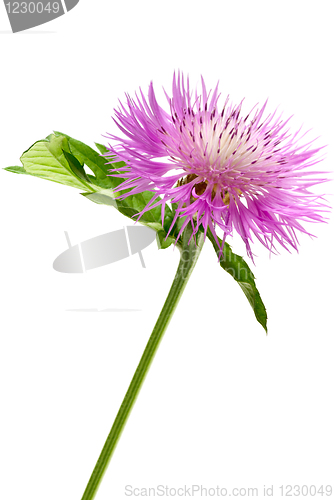 Image of Pink centaury flower