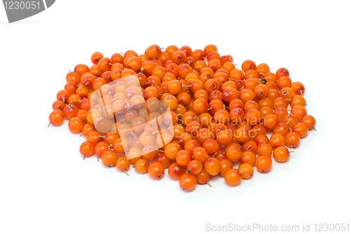 Image of Pile of sea buckthorn berries