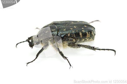 Image of Alleculid beetle (Tropinota (Epicometis) hirta Poda (Scarabaeidae))