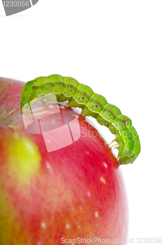 Image of Big green caterpillar crawling over the red apple