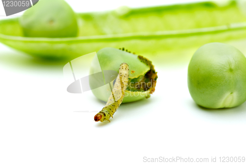 Image of Worm crawling from the eaten pea