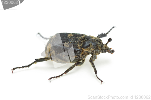 Image of Checkered beetle (Valgus hemipterus)
