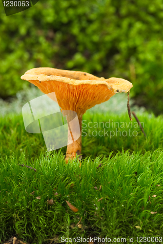 Image of False chanterelle (Hygrophoropsis aurantiaca) agaric