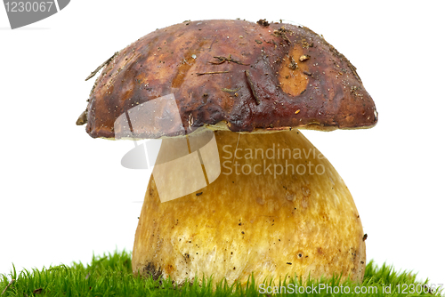 Image of Boletus (Boletus edulis) on the green moss