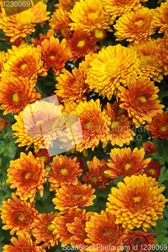 Image of Background of fresh orange chrysanthemum