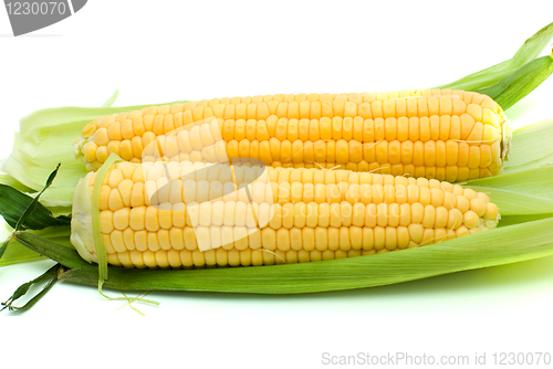 Image of Pair of ripe corn ears