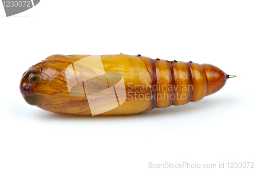 Image of Brown chrysalis close-up