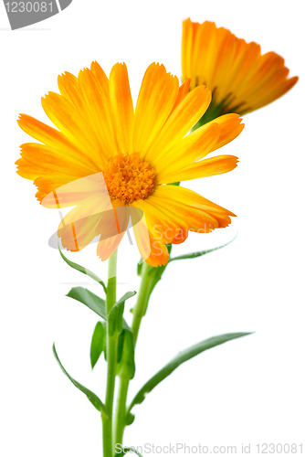 Image of Herbs: Two calendula flowers