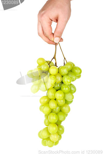 Image of Hand holding bunch of green grapes