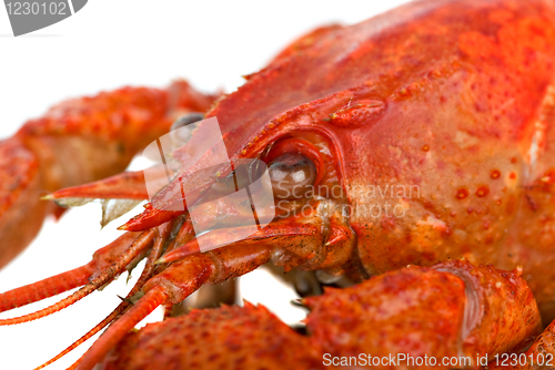 Image of Crayfish head closeup