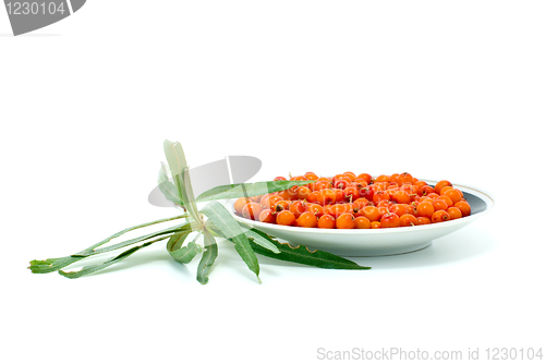 Image of Porcelain saucer filled with sea buckthorn berries and some leaves