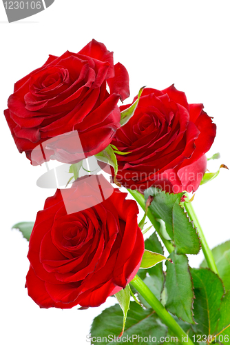 Image of Three beautiful red roses