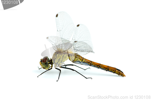 Image of Dragonfly