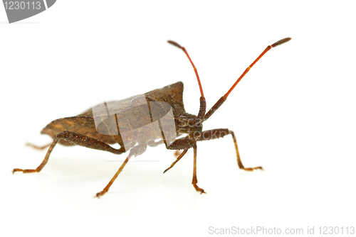 Image of Stinkbug (Picromerus Bidens)