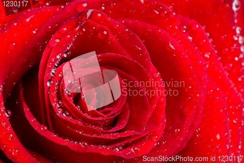 Image of Beautiful red rose bud with waterdrops