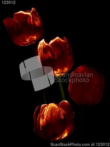 Image of Tulips