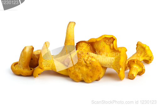 Image of Small pile of chanterelle mushrooms