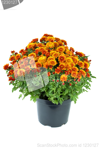 Image of Flower pot with orange chrysanthemum flowers