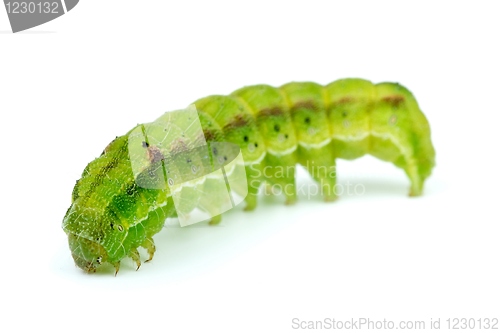 Image of Green caterpillar