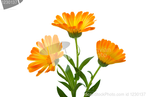 Image of Three calendula flowers