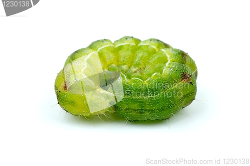 Image of Coiled up green caterpillar