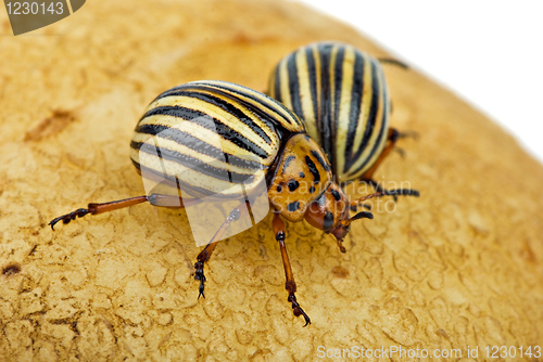 Image of Two potato bugs (leptinotarsa decemlineata) on the potato