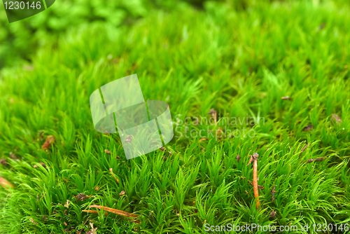 Image of Green moss