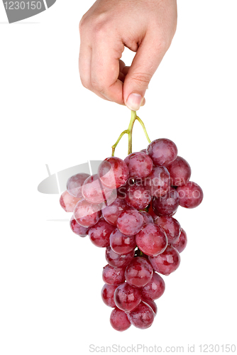 Image of Hand holding bunch of pink grapes