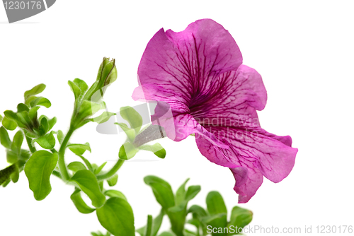 Image of Pink petunia flower