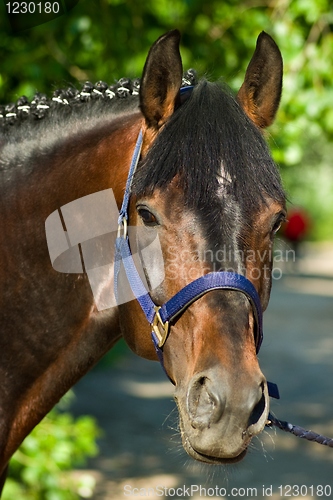 Image of Horse portrait