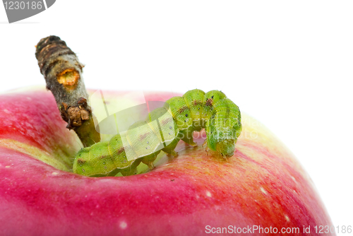 Image of Green caterpillar on the red apple