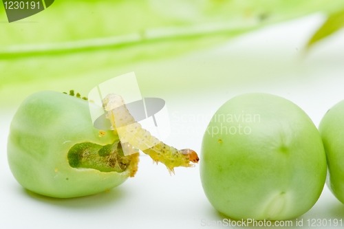 Image of Worm crawling over the peas