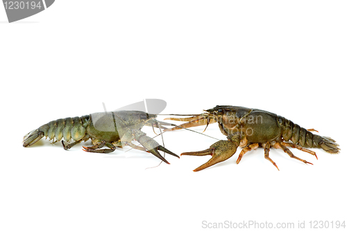 Image of Two live crayfishes isolated on the white background