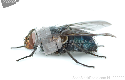 Image of Big blue redhead fly (Calliphora vicina)