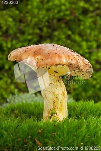 Image of Yellow boletus (Sullius granulatus) growned on the green moss