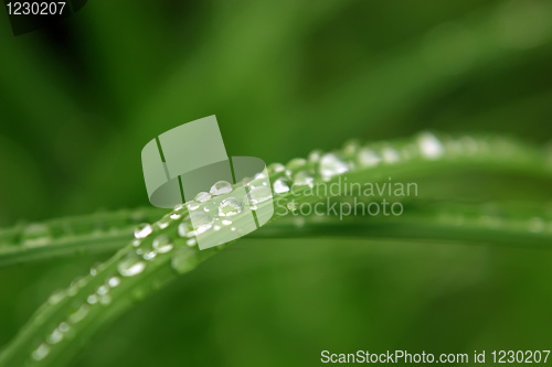 Image of Water drops on grass