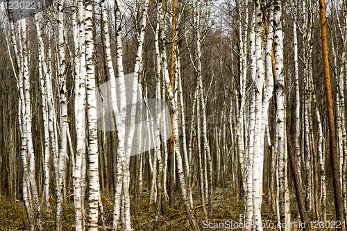 Image of Trees growing together