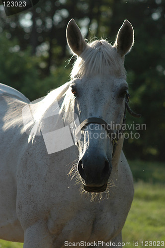 Image of white horse