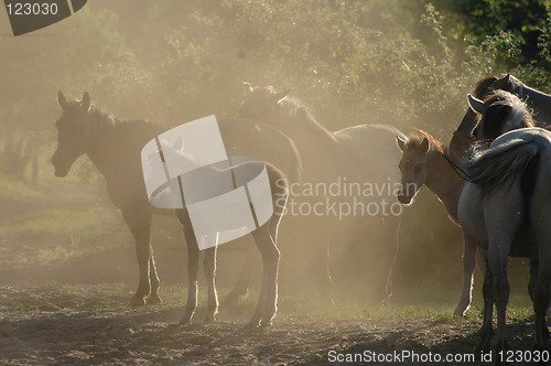 Image of horses