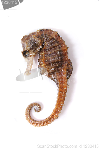 Image of sea horse 