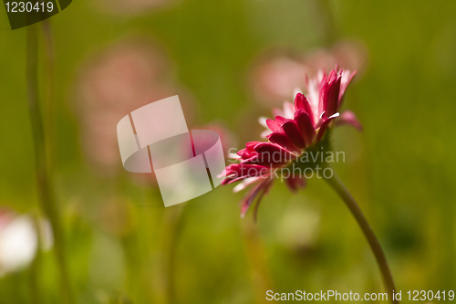 Image of bellis perennis