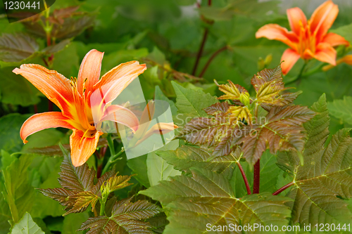 Image of Lily among maple seedlings