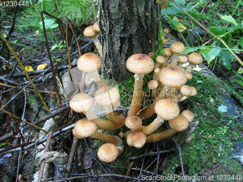 Image of honey mushrooms growing at tree