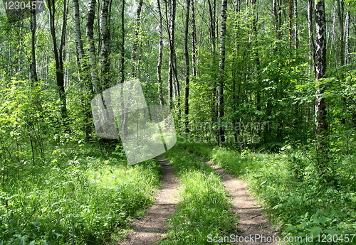 Image of road in a birch forest