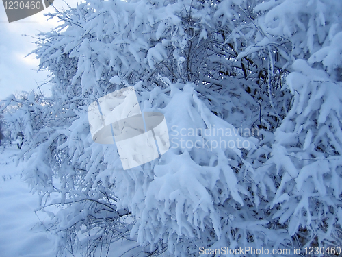 Image of snow cover