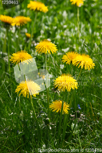 Image of Dandelion