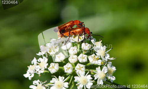 Image of Bugs Love